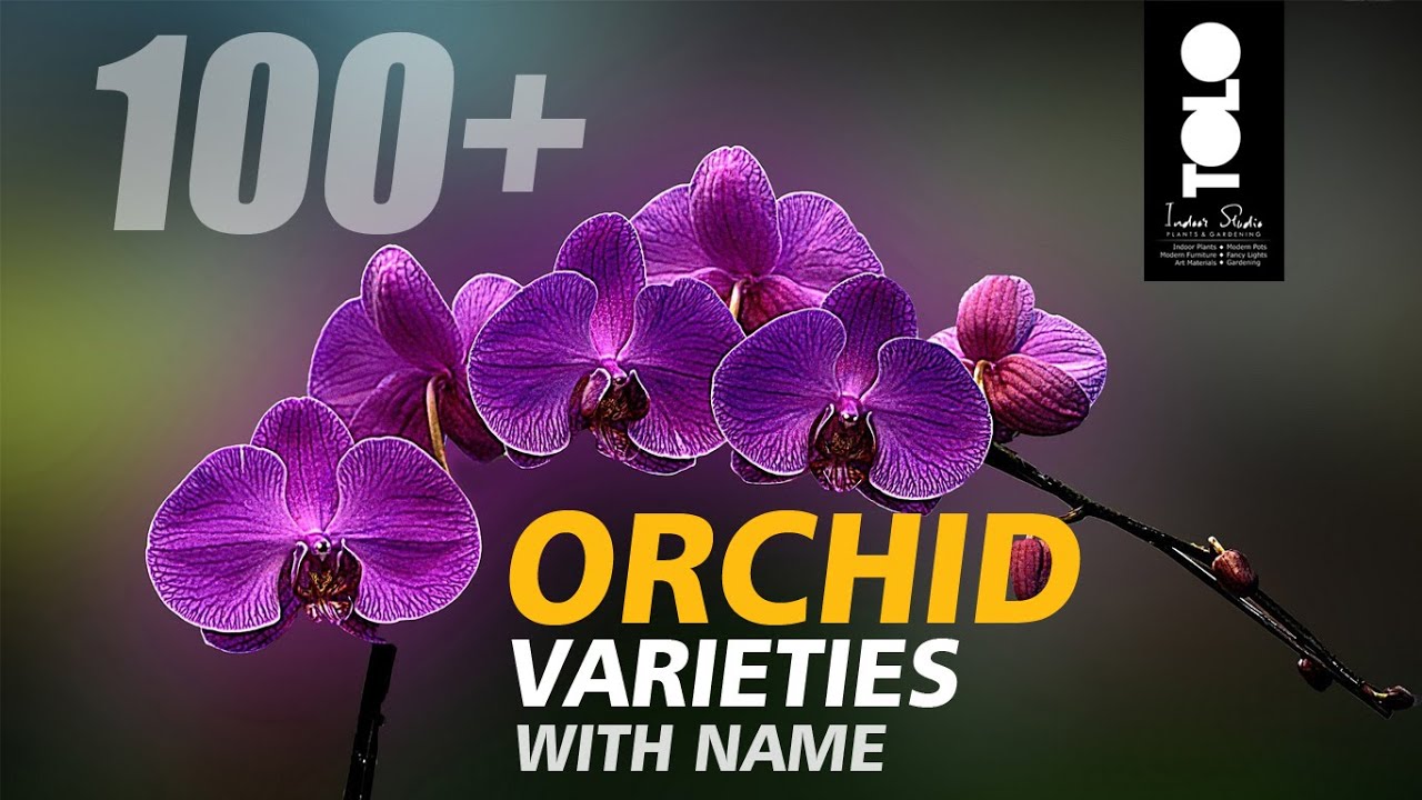 Orchid Varieties with name orchid flowers with name YouTube