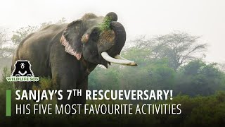 Sanjay's 7Th Rescueversary!