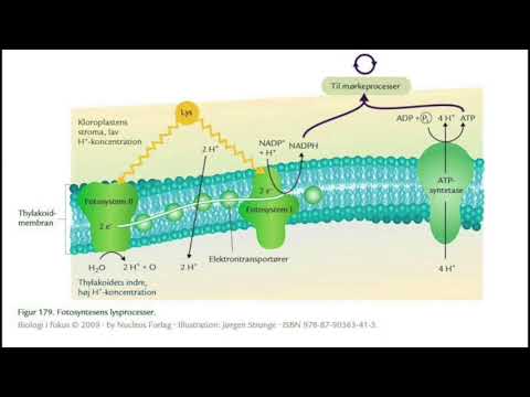 Video: Hvordan er palisadeceller tilpasset til fotosyntese?