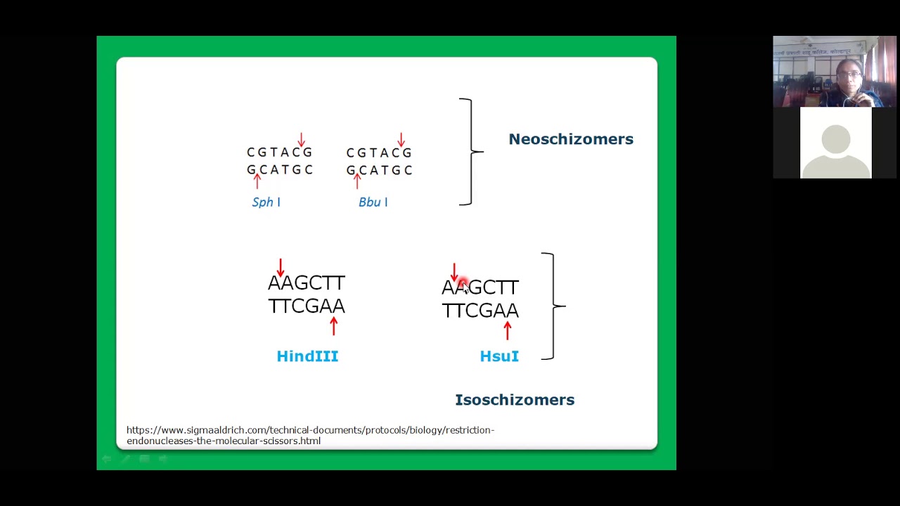 Restriction enzymes Last part YouTube