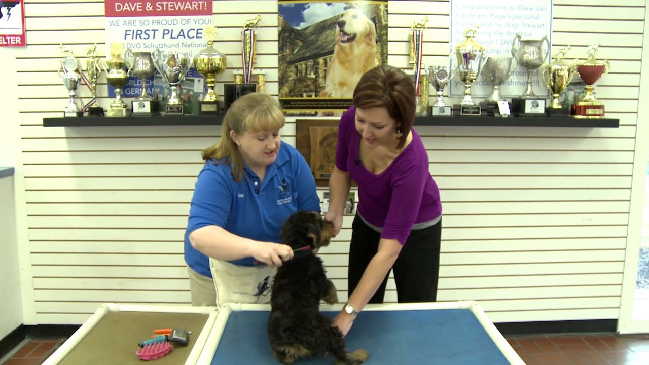 Introducing your puppy to grooming with Kennelwood Pet Resorts Trainer