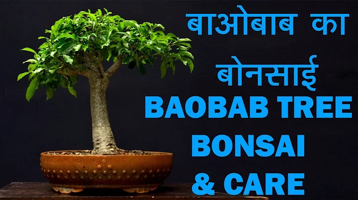 Baobab plants repoting  By Parag Mehta MADAGASCAR ...