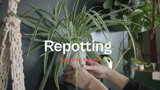How to Repot Your Spider Plant At Home