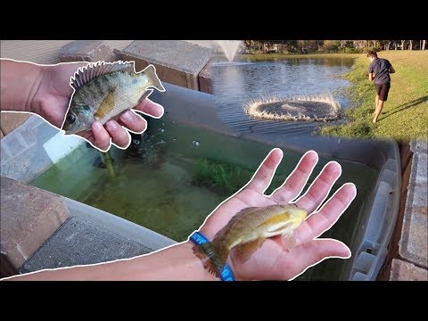RESTOCKING HOMEMADE LIVE BAIT WELL... *FISH FEED*