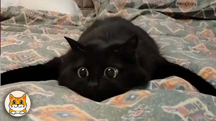 Watch the video about Funny Cats Acting Like the Real Owners of the House 😂