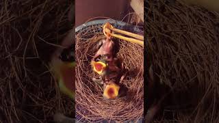 Download Lagu Kasih Makan Anakan Poksay Hongkong #poksayhobgkong #anakanpoksayhongkong #melolohpoksayhobgkong MP3