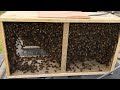 Installing package honeybees made simple with greg burns from natures image farms