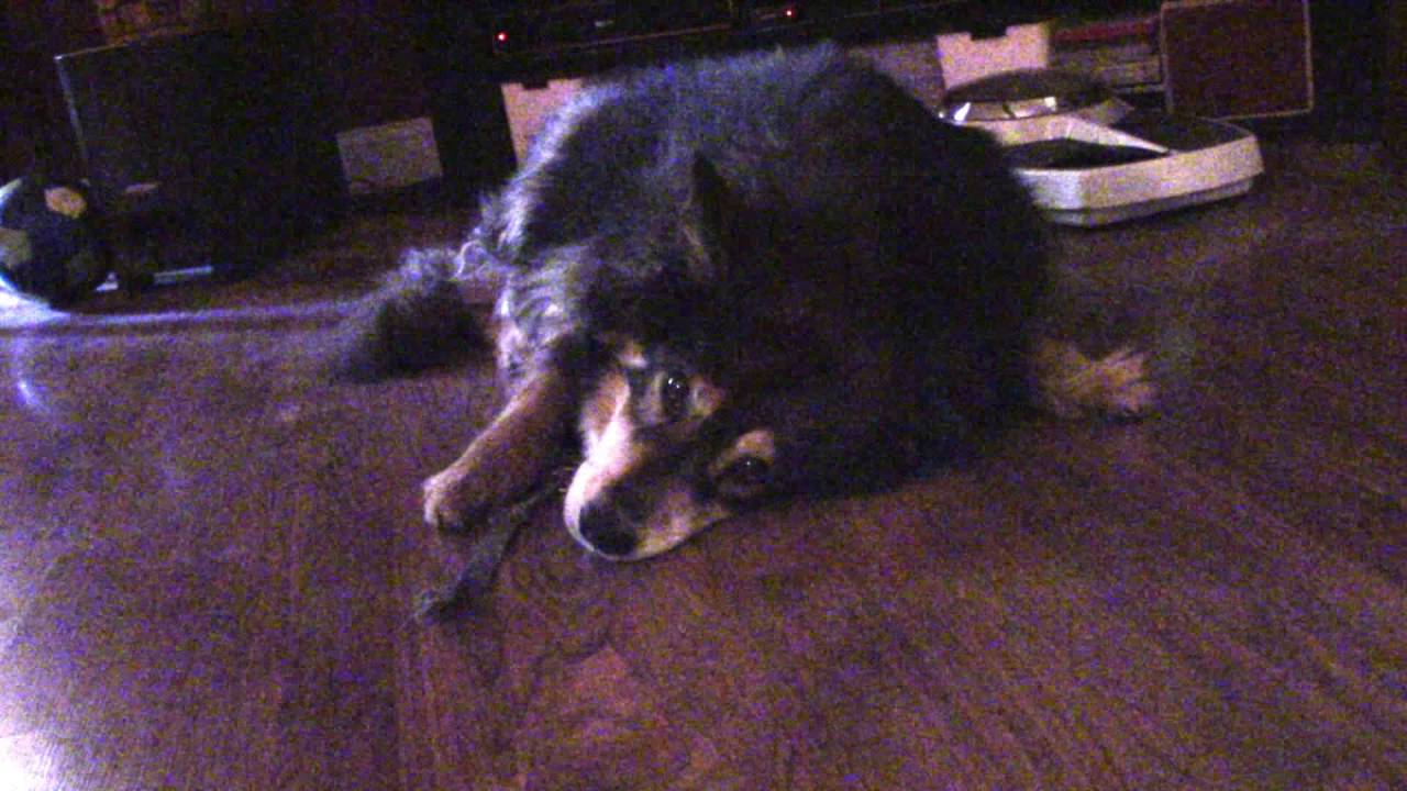 The quest to get my dog back in my room! HUZZAH! YouTube