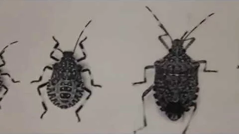 Invasive Insect Pests & Climate Change