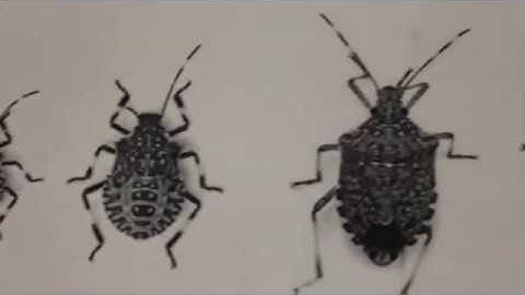 Invasive Insect Pests & Climate Change