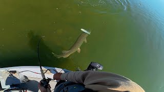 I've Never Seen So Many MONSTER Pike!