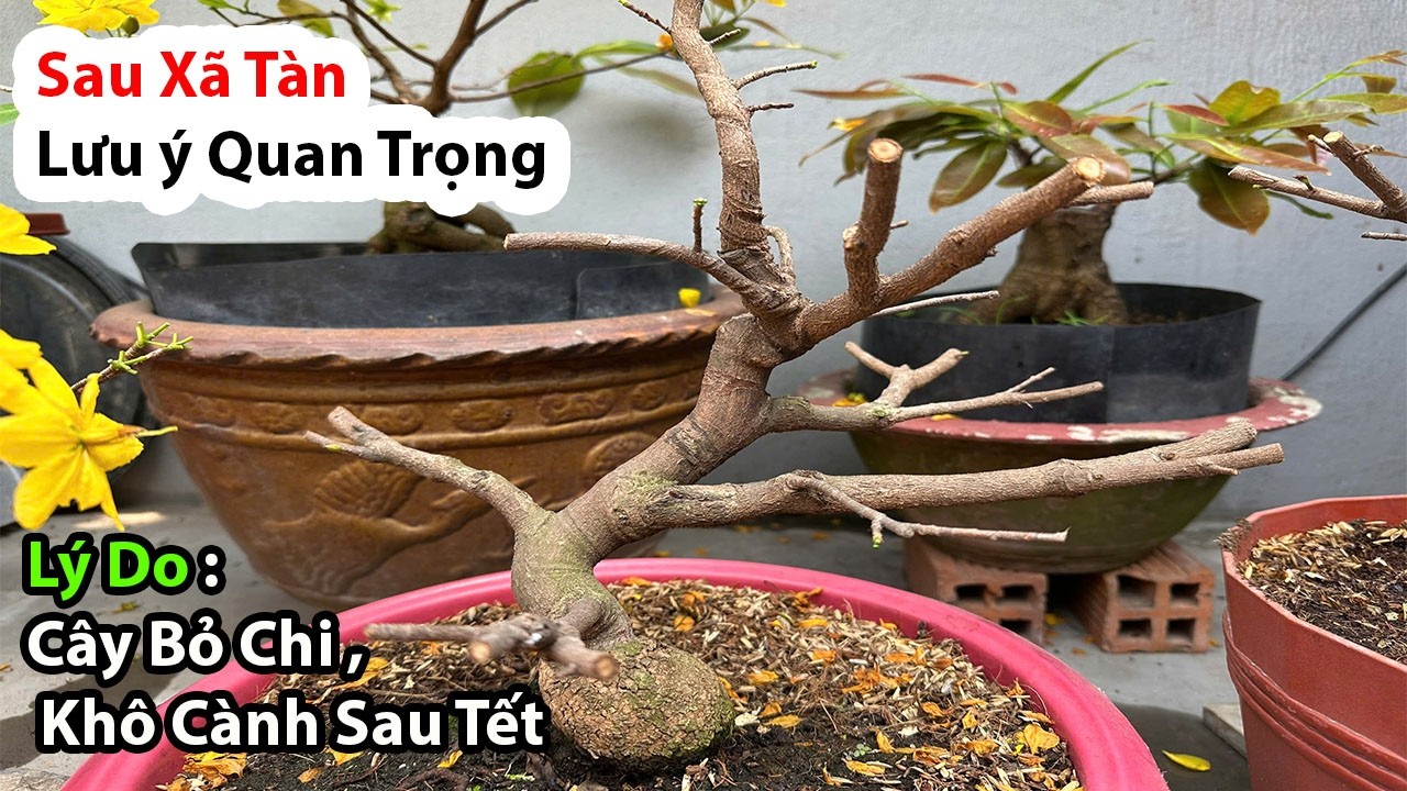 Chăm Mai Sau Tết : Cần Làm Việc Này Nếu Không Muốn Cây Bỏ Chi , Khô Cành