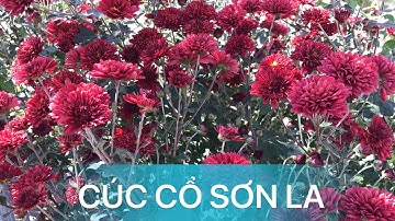 Cúc cổ Sơn La màu đỏ đô có vẻ đẹp quến rũ sang trọng