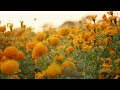 The Flower Guiding the Dead Home | The Green Planet | BBC Earth