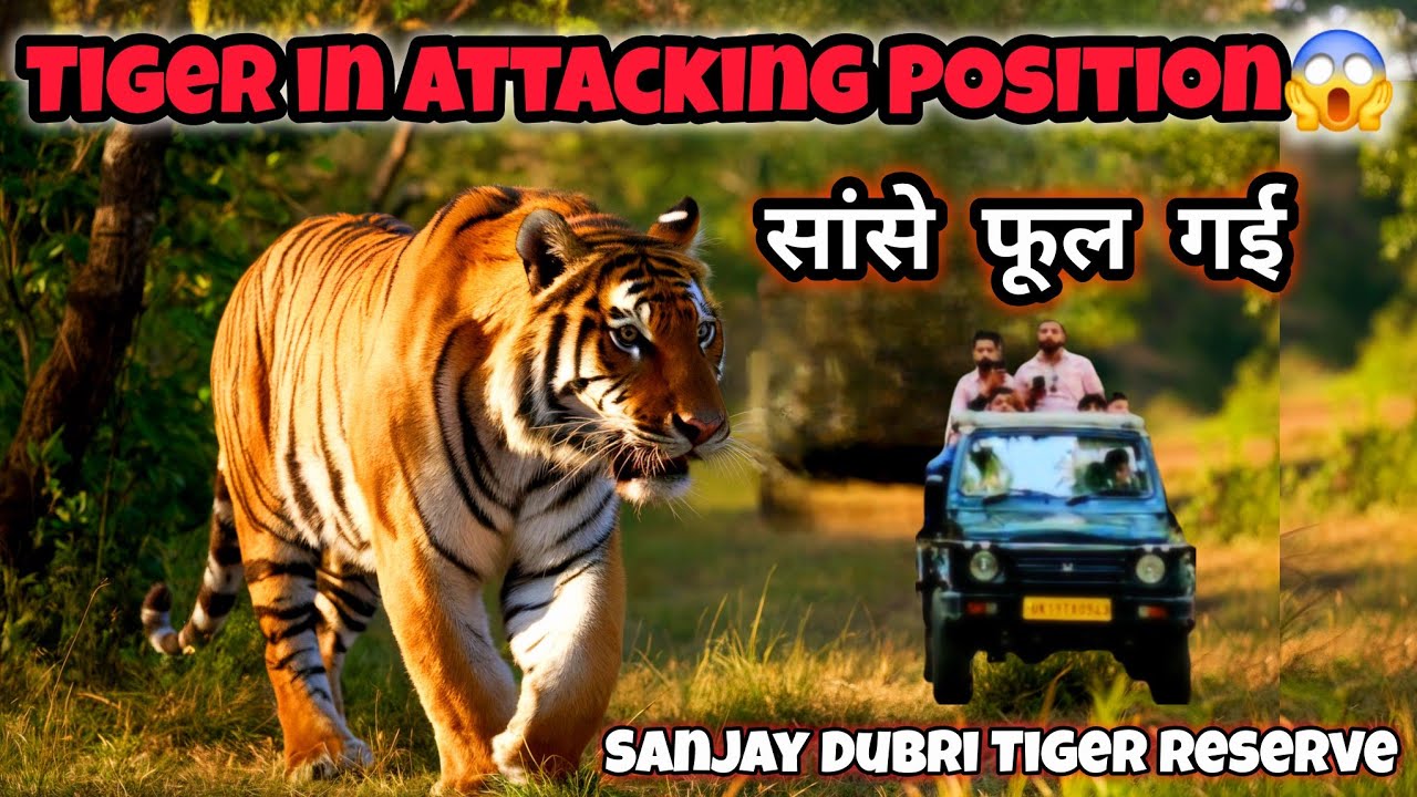 Tiger In Attacking Position😱| Sanjay Dubri Tiger Reserve | Blue Eye Tiger | Jungle Safari 