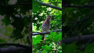 Bird Chirping (Brown Thrasher)
