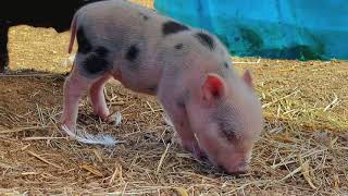 For kids | children videos | baby animals | cute animals | Farm Animals |