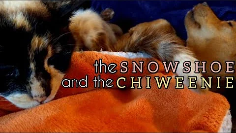 Video 236061: cat dog animals pets, wild cat pet, snowshoe cat, cats dogs sleeping