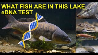 Using eDNA to Find Fish!
