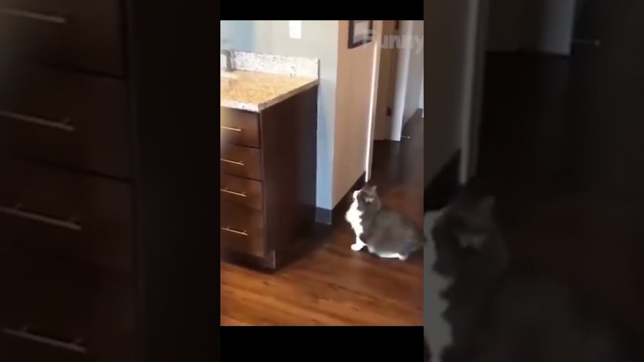 Fat cat tries to jump on counter 