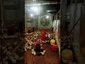 semi ec farm