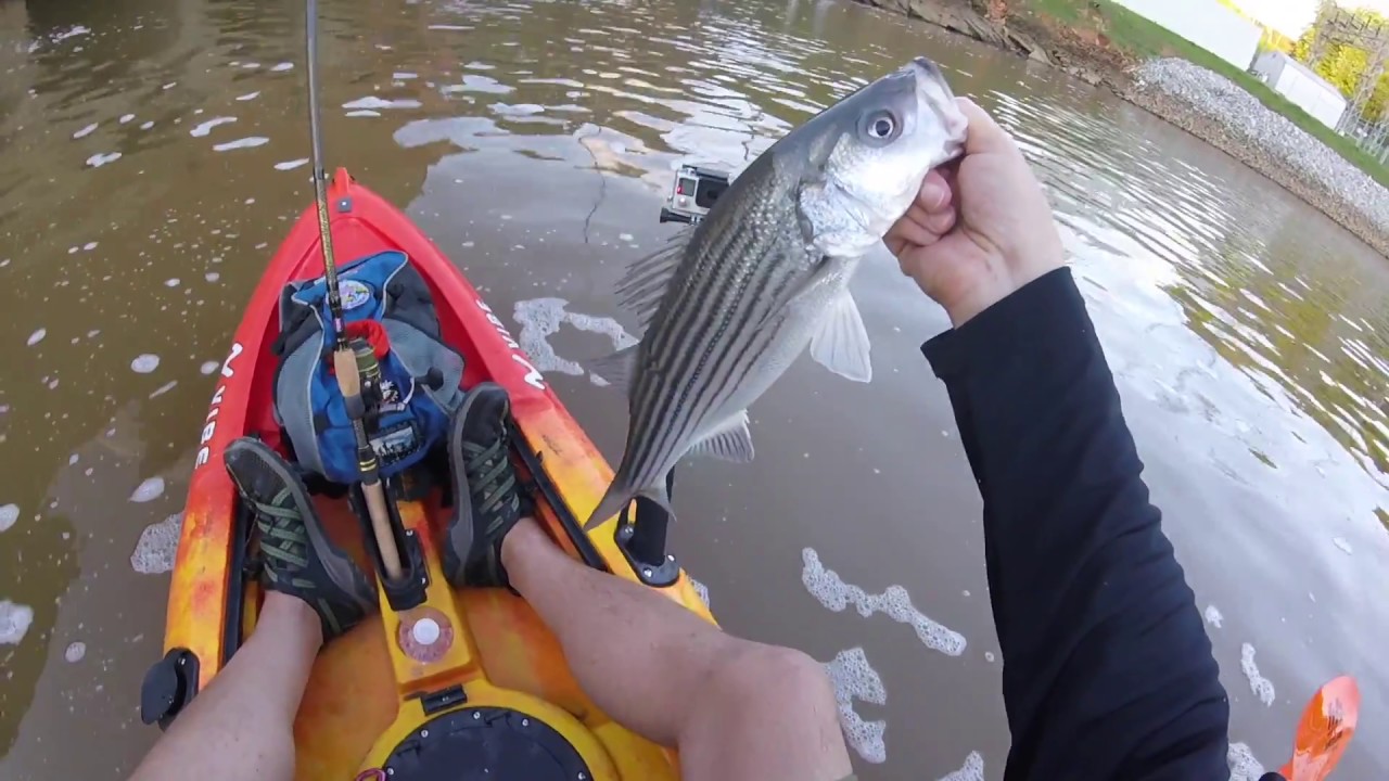 Falls Kayak Striper Fishing Clip YouTube