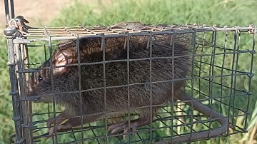 Bẩy chuột cống nhum mùa khô, những cái ao huyền thoại bắt hoài không hết chuột # săn bắt ba tri #