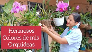 Recomendaciones para Tener en Cuenta cuando tenemos Orquídeas  Riego, Ubicación y Sustrato.