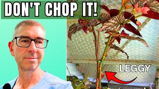 How to Fix a Leggy Angel Wing Begonia