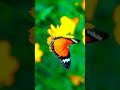 Nature's ASMR 🎧🍃