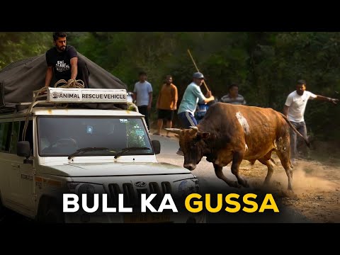 Highway pe danger bull rescue ka genius plan