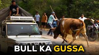 Highway pe danger bull rescue ka genius plan