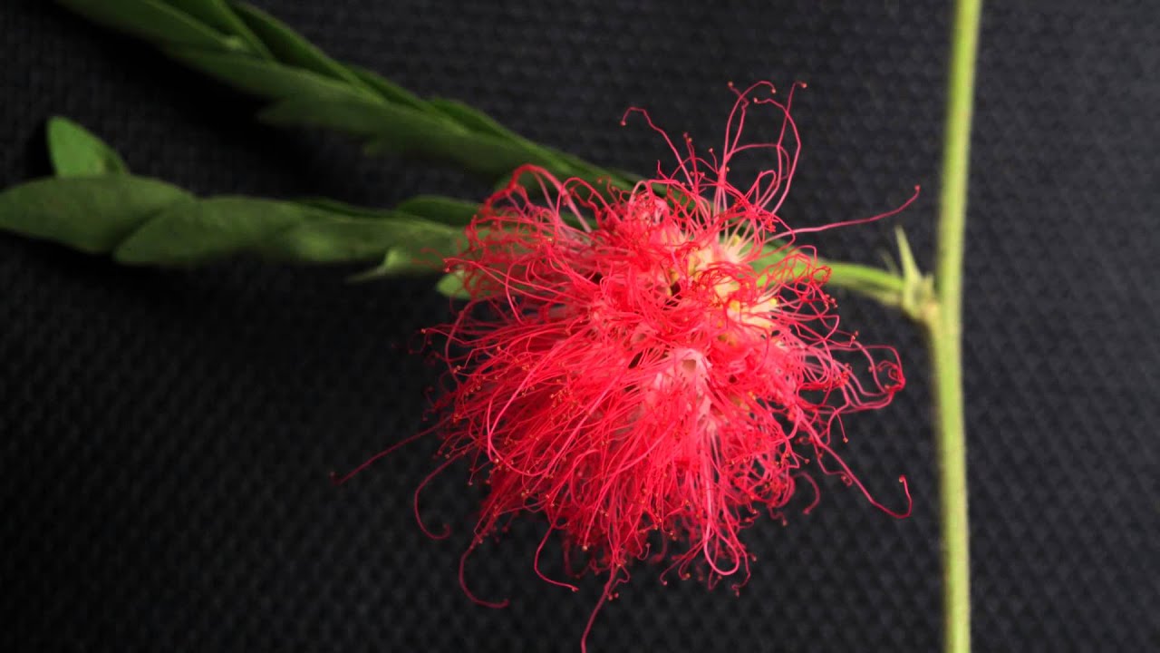 Albizia julibrissin (Persian silk tree) - Flower in Time lapse