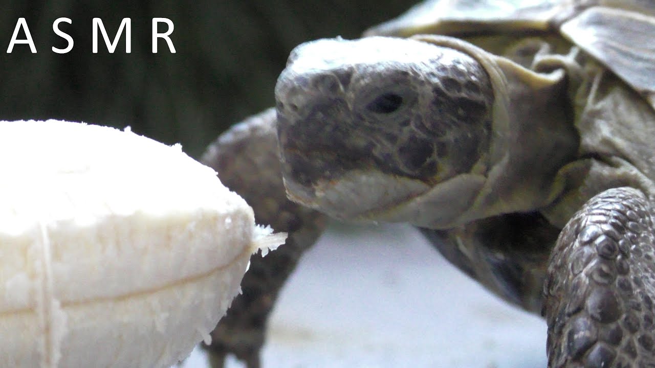 TURTLE EATING A BANANA ASMR Animals ASMR 31 YouTube