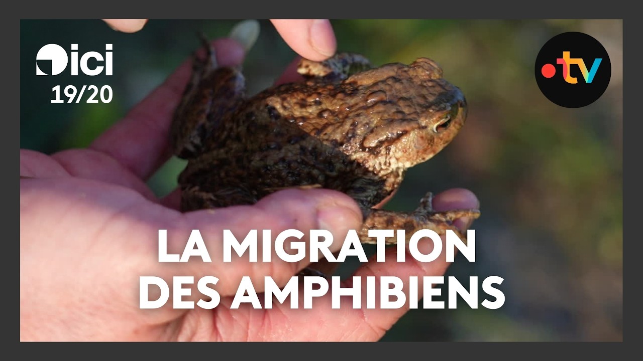 Migration des amphibiens : la saison des amours