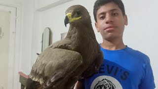 اهم معلومات عن عقاب السهول(Steppe Eagle) وطريقه تربيته وهل العقبان افضل في التدريب ولا الصقور