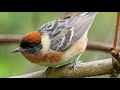Pancingan Burung Kacer Gacor Nembak Tembus Mp3 - Mp4 Download