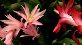 How to Harvest Cactus Seed - Schlumbergera - Christmas Cactus