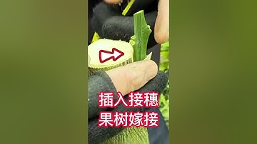 果樹嫁接操作過程，1分鐘教你如何嫁接果樹The operation process of fruit tree grafting,how to graft fruit trees in 1minute