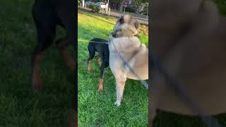 Kangal vs Doberman