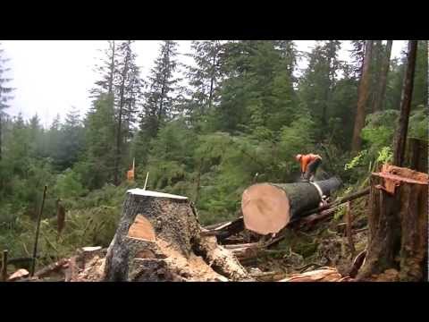 Michael Hawkins The Cutter Travels North To Alaska In Search Of Big Wood