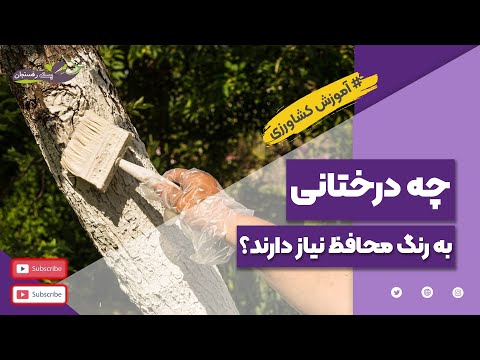 تصویری: صنوبر متعلق به چه درختانی است