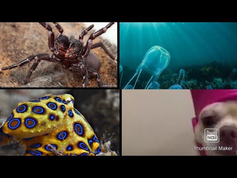 Top 3 most venomous animals in the world - YouTube