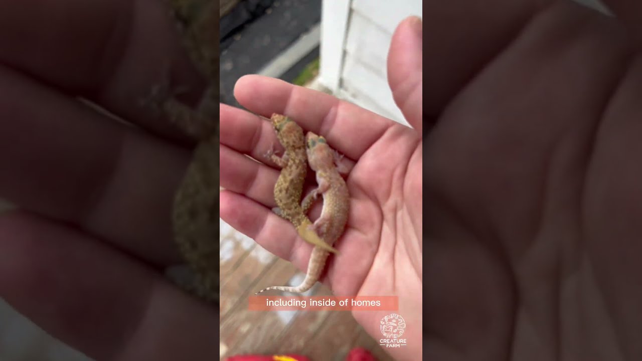 Mediterranean House Gecko Creature Fact Do You Have These Sticky Guys Around Your 
