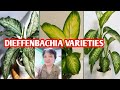 Dieffenbachia varieties or dumb cane plantsmargie pulido vlogs