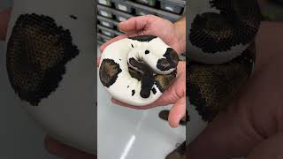 How cool is this Super Blackhead Piebald Ball Python!? 🐍 Profile