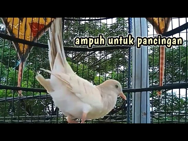 PERKUTUT PUTIH GACOR NGOAR MANGGUNG - MERANGSANG BIRAHI BIKIN EMOSI #perkututputih class=