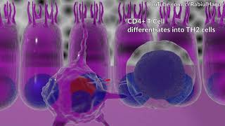 Type I Hypersensitivity Mechanism Animation (Full HD)