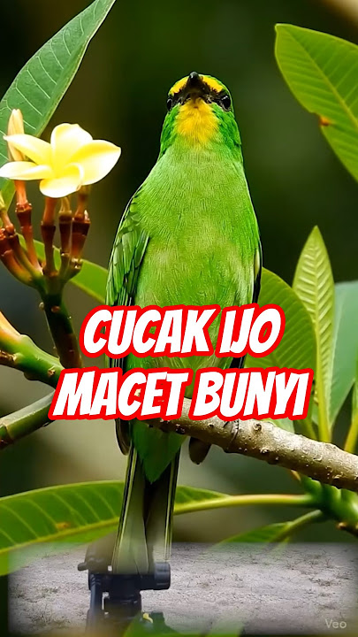 CUCAK IJO MACET BUNYI  #cucakijo #birds #birdsong #kicaumania #burung  #muraibatu #birdsounds
