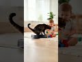 Baby Laughs as Cat Rides a Robot Vacuum | Cutest Duo Ever! #FunnyCat #BabyLaugh #CuteMoments